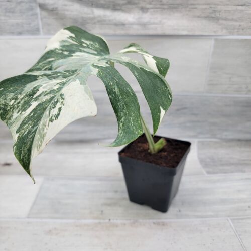 Monstera Albo – Monstera Deliciosa Albo Variegata | Striking Foliage | in 4" Pot - Picture 5 of 10