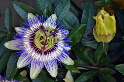 Blaue Passionsblume Passiflora Caerulea Sommerblumen Foto Bild Druck
