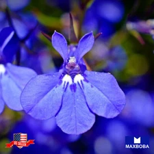 Lobelia Seeds Cambridge Blue Non-GMO