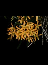 Orchid Species Dendrobium  moniliforme  ‘Yellow’