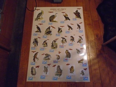 BIrds of Prey POSTER 1991 Italy Nuova Arti Grafiche Ricordi  Laminated  ID:93499
