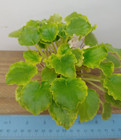 African Violet Plant - Av-Detskoe Shampanskoe ~ variegated semi ~