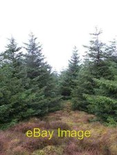 Photo 6x4 Forest Capilus Hill Talla Linnfoots Small trees at the exposed c2007