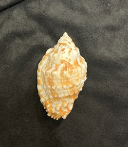 STROMBIDAE Lentigo pipus ORANGE 74.2mm Bohol, Philippines 2012 Nice Color