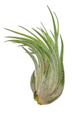 Tillandsia kolbii M