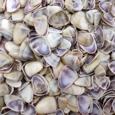 Conchas de almeja de coquina púrpura (aprox. media taza +/-100 carcasas 0,25+ pulgadas)