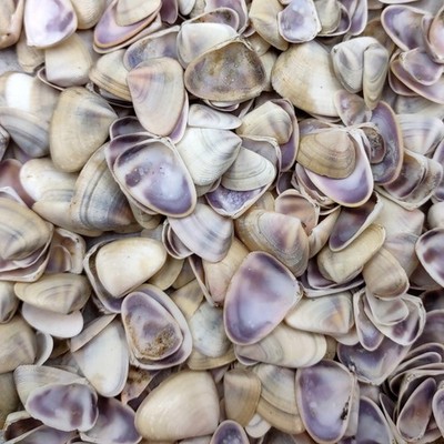 Purple Coquina Clam Shells (Approx. half cup +/-100 shells 0.25+ inches)