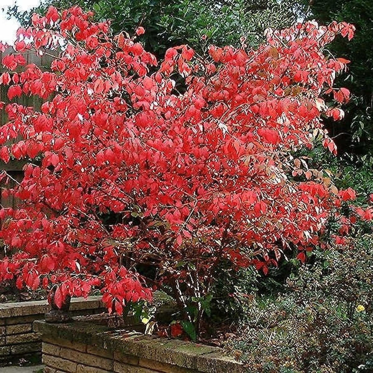 EASTERN WAHOO Euonymus Atropurpurea - 5 SEEDS | eBay