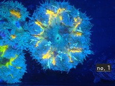 Rock Flower Anenome No 1