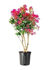 Crape Myrtle Tonto | 3 Gallon | Lagerstroemia indica |