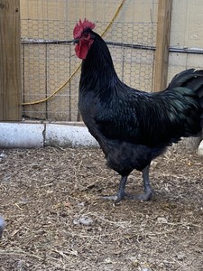 jersey giant hatching eggs