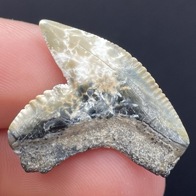 #ad Tiger Shark Tooth RARE LIGHTNING PATTERNS Shark Tooth Fossil Florida 1.19 $20.99