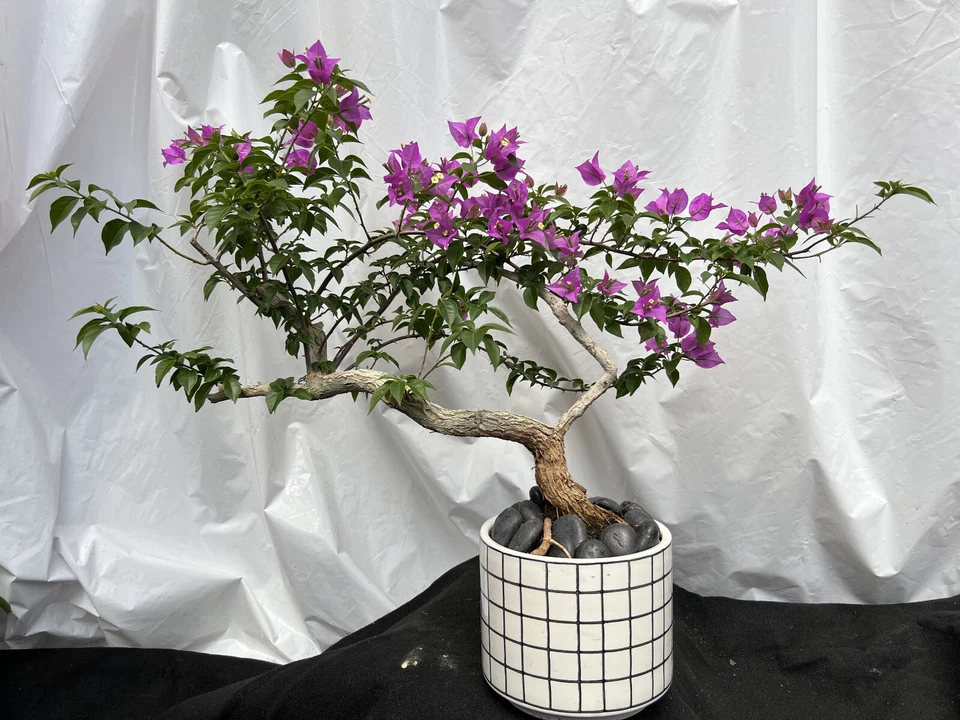 Beautiful Blooming Purple Old Live Bougainvillea Bonsai Tree Live Plant - Image 3 of 4
