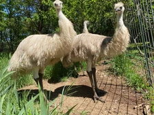 2 Emu Hatching Eggs - chance for standard, blonde or white - Ready to ship  