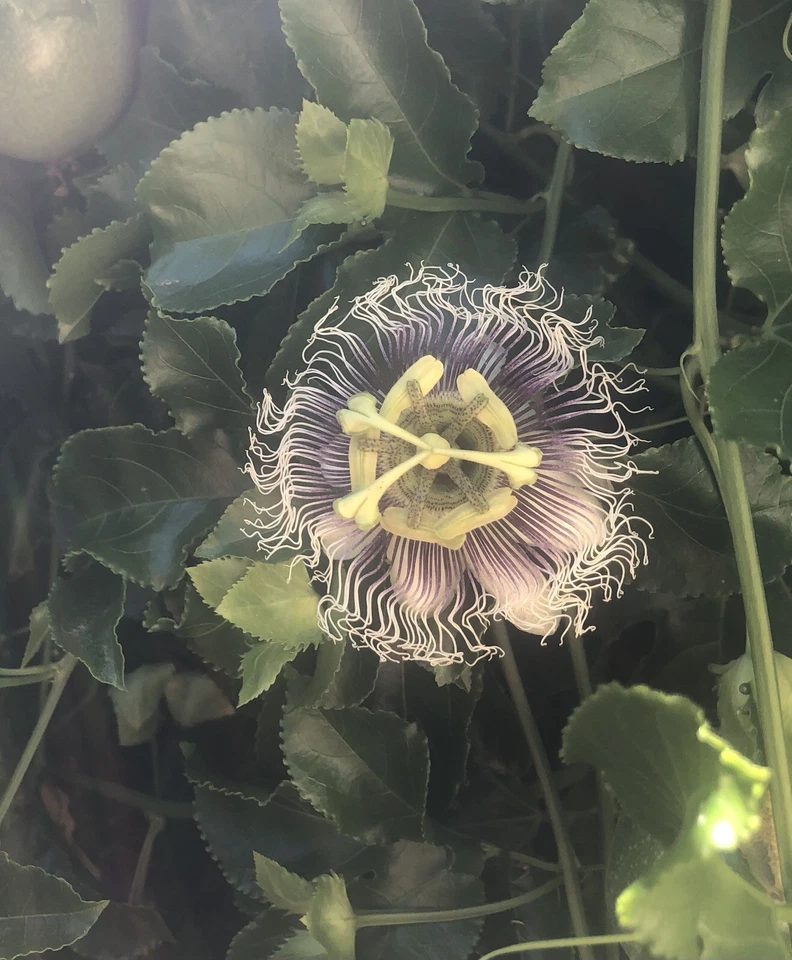 25 органических листьев маракуйи свежие из Калифорнии - Изображение 3 из 4