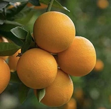 Orange Fruit - 12 Seeds 2025 - USA seller