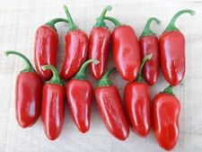 100ct Organic Tam Mild Jalapeno Seeds  Seeds NonGMO - Mild Fast Growing Variety