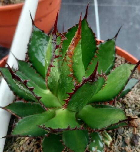 Epiphyllum anguliger - Schwert-Kaktusim - Krokodilschwanz-Kaktus - im  Ampeltopf | eBay