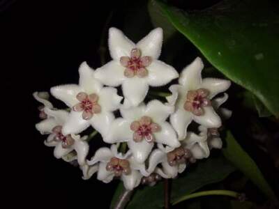  Hoya Oblongacutifolia Size 4'' Pot Random+Phytosanitary Certificate 