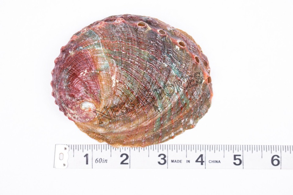 One Side Shell Threaded Abalone Sea Shell One Side Polished Beach Craft 4