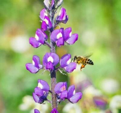 Lupinus arizonicus | Arizona Lupine | 10 Seeds | eBay