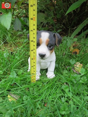 Set 4 Sottobicchieri Jack Russell Terrier: Simpatici Sottobicchieri In Sughero Per Tè E Caffè, Idea Regalo Cane - 2