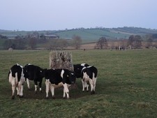Photo A2 Do cows worship the solstice? Stanton Drew It's an intrigu c2021