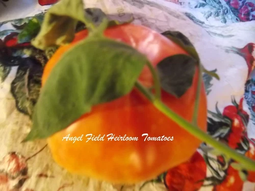 30 Lucky Cross Heirloom Tomato Seeds" Plus 2 Packs of Vegetable Seeds