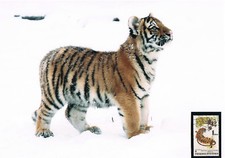 Tiger Junges Schmuckblatt 5.2