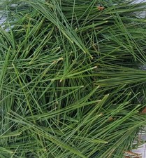 Fresh Eastern White Pine Needles 6"x9" Bag Cooking Teas Tinctures Free Shipping