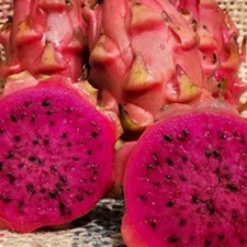 Ohana Express  Dragon Fruit STARTER
