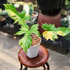 Philodendron Flomay Florida Beauty X Mayoi Variegated Rare Plant