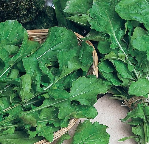1000 SEMI SEMI DI RUCOLA COLTIVATA A FOGLIA LARGA-RUGHETTA RICETTE CUCINA INSAL - Imagen 4 de 5