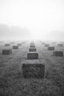 8x10 Photo Print   Square Hay Bales in Open Field   Black & White Landscape