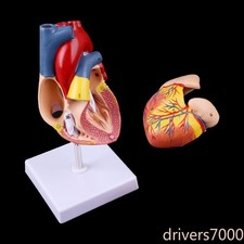 1:1 Lifesize Disassembled Anatomical Human Heart Model With 24 Numbers