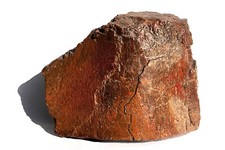 DINOSAURIO de cuerpo grande FÓSIL AUTÉNTICO real hueso T-REX? ¿Tiranosaurio? Formas de celda