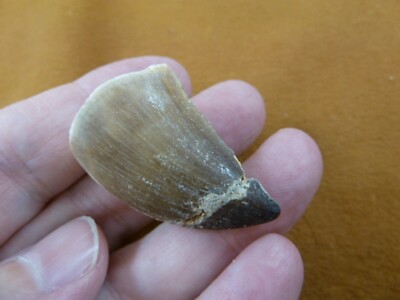 (DF233-116) 1-3/8'' Fossil MOSASAURUS Dinosaur tooth Mosasaur dino dig fossil