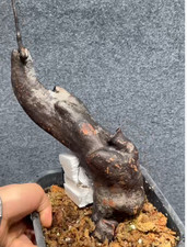 Sale Rare Cacti plant Hydnophytum caminiferum WYSIWYG Garden Decor Boutique