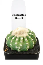 Discocactus horstii – Rare Brazilian Species – Wooly Cephalium Forming – 2" Pot 