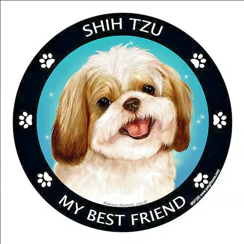 Rare shih tzu cheap
