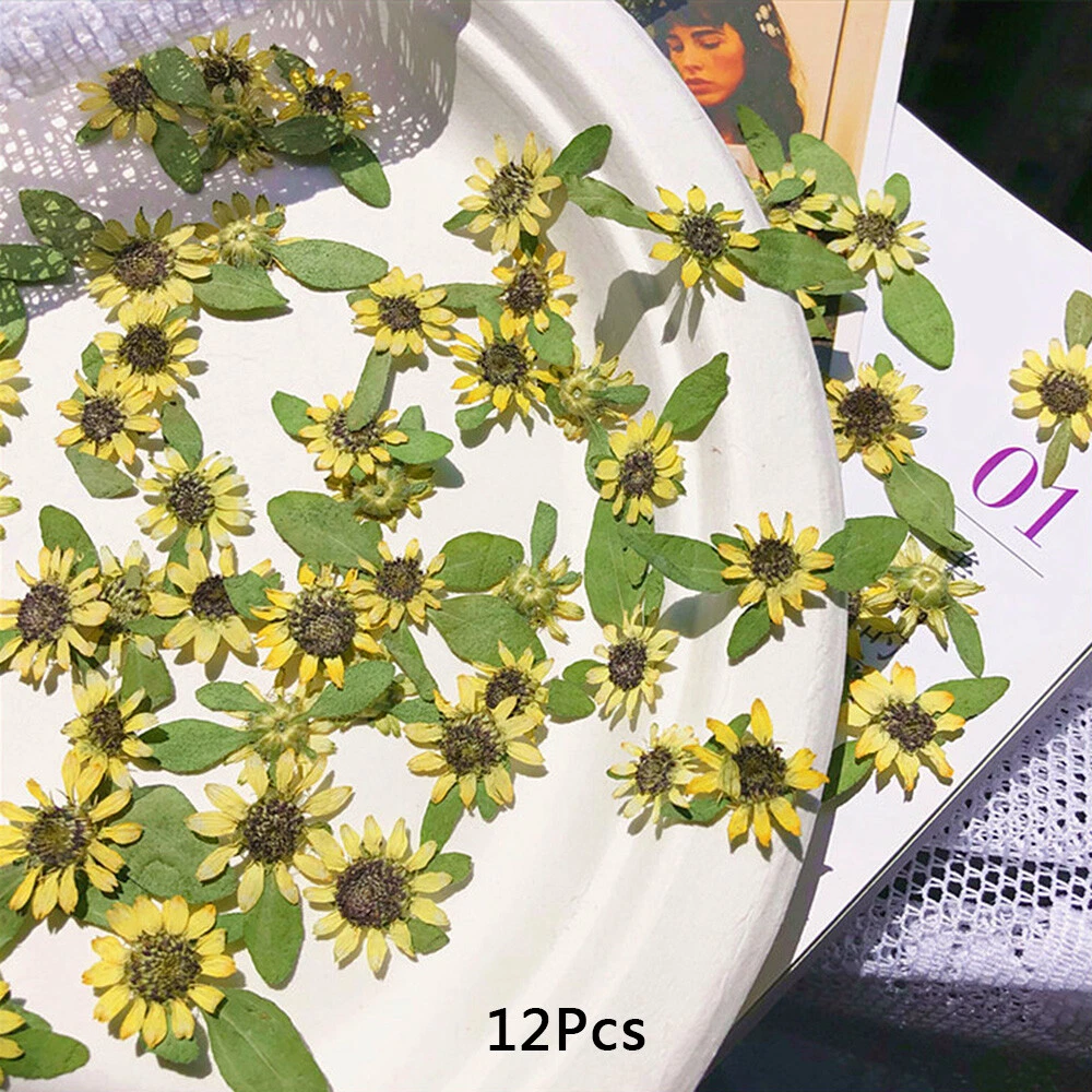 Mini dried sale flowers for resin