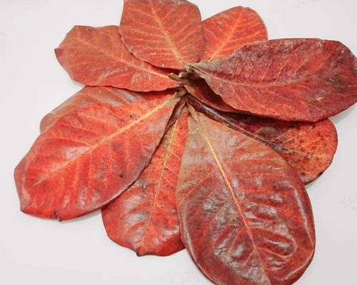 100pcs Natural Almond Leaves Fish Cleaning Treatment Aquarium Tank - Picture 2 of 2