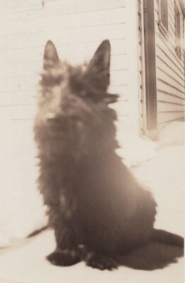 1930s Black Dog Cute Close Up Portrait Pet Candid Moment