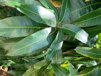 Mango Leaves FLORIDA100% Organic Freshly Picked (100+) No pesticides ever used!