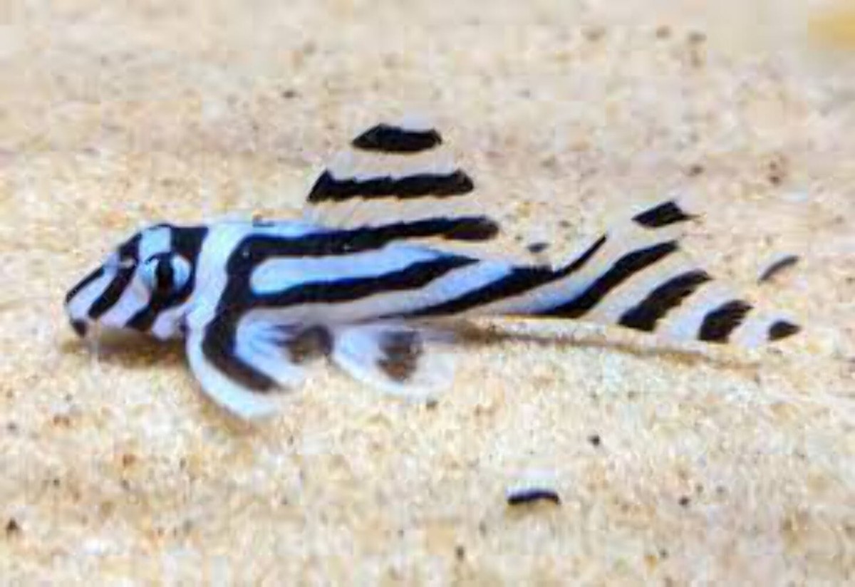 Pleco L46 Zebra 1.5” – Rare Hypancistrus Live Freshwater Aquarium