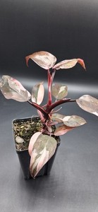 Pink Princess Philodendron Seeds | eBay