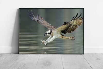 Osprey Hawk Lunging To Catch Fish In The Water Amazing Wild Bird Of Prey