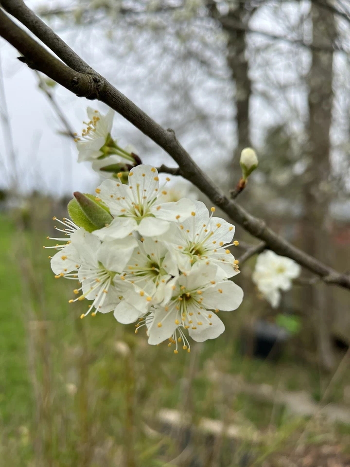 Apfel 🍎 🍏 Äste, Zweige Nager, Pferde, BIO,Bastelholz Knabberholz 800Gramm - Bild 3 von 4