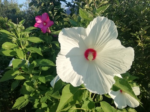 25 Semi Di Hibiscus Gigante 5 Colori +25 Semi girasoli rosso - Foto 9 di 12