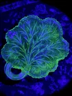 Indiana Glass Co. Cabbage Leaf Candy Dish Depression Vaseline Uranium Glass